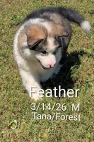 Feather, a male Alaskan Malamute for sale in Stillwater, OK – 2 of 8