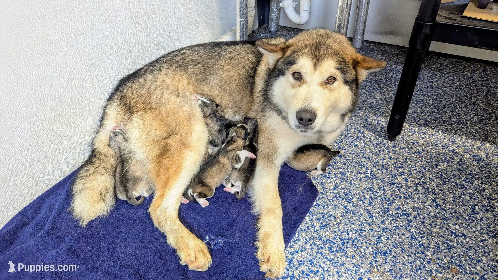 Lortetta , a female Alaskan Malamute for sale in Stillwater, OK – Photo 4 of 5