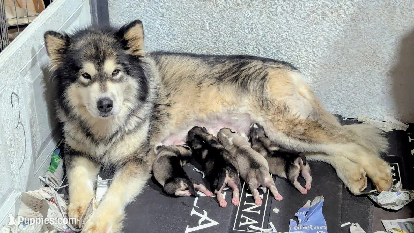 River, a male Alaskan Malamute for sale in Stillwater, OK – Photo 8 of 9