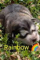 Rainbow , a female Alaskan Malamute for sale in Stillwater, OK – Photo 5 of 8