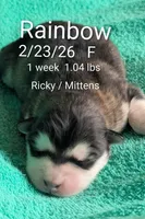 Rainbow , a female Alaskan Malamute for sale in Stillwater, OK – Photo 1 of 8