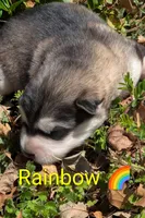 Rainbow , a female Alaskan Malamute for sale in Stillwater, OK – Photo 7 of 8