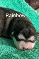 Rainbow , a female Alaskan Malamute for sale in Stillwater, OK – Photo 4 of 8