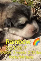 Rainbow , a female Alaskan Malamute for sale in Stillwater, OK – Photo 6 of 8
