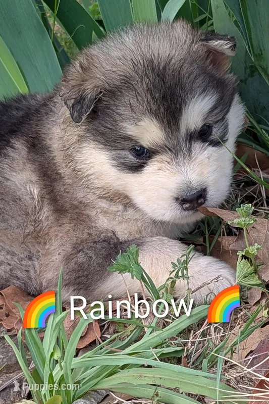 Rainbow  – Alaskan Malamute puppy for sale in Stillwater, OK