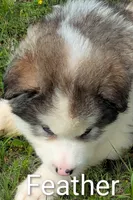 Feather, a male Alaskan Malamute for sale in Stillwater, OK – 4 of 8