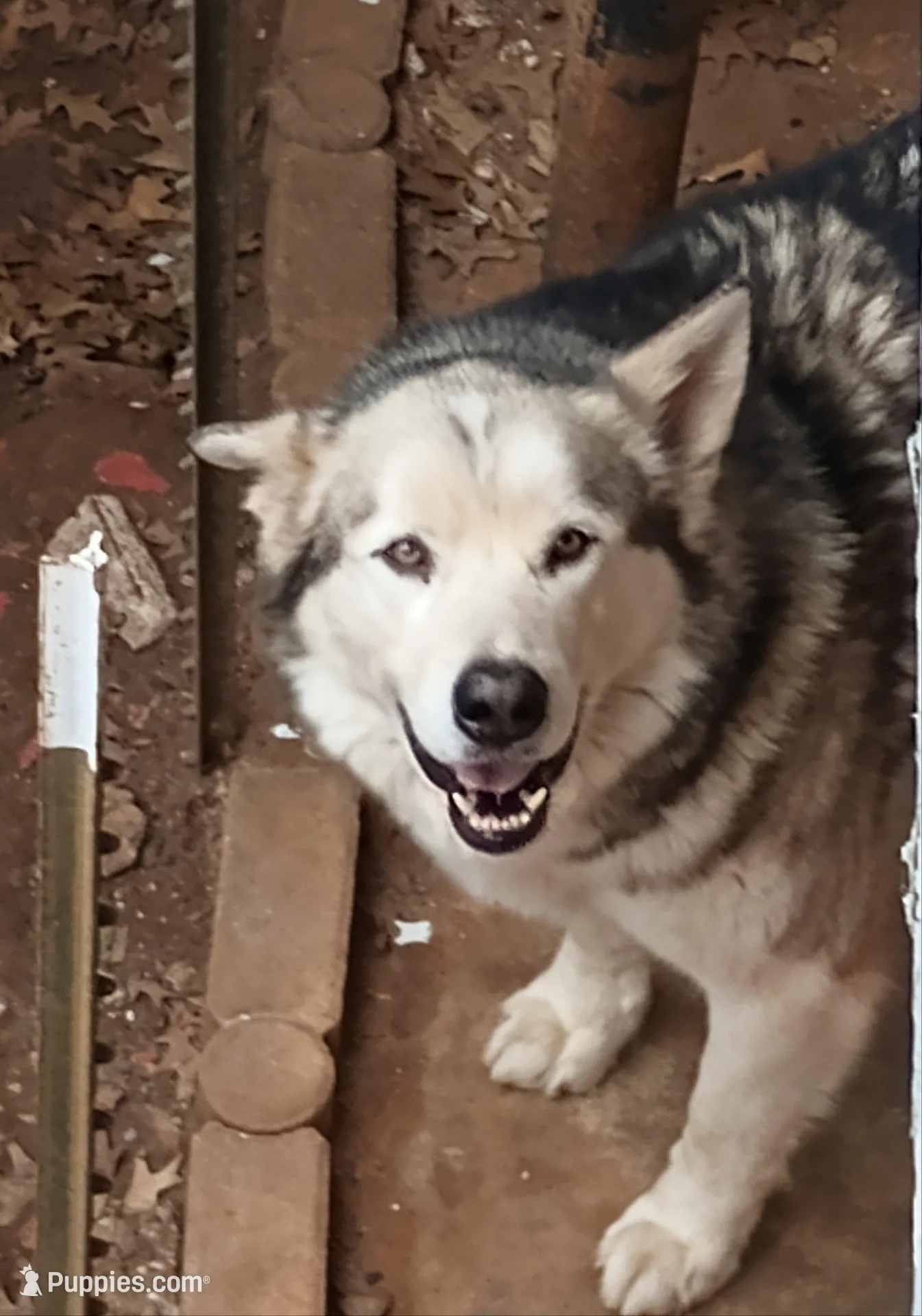 River, a male Alaskan Malamute for sale in Stillwater, OK – Photo 9 of 9