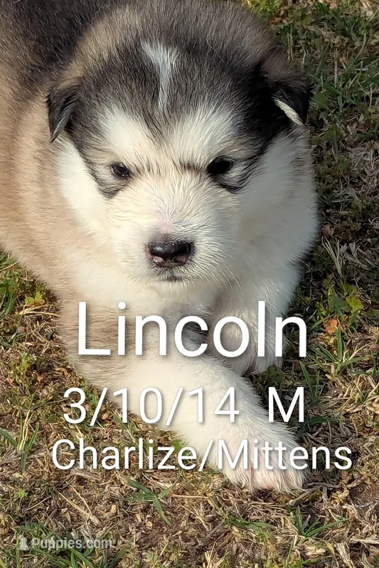 Lincoln – Alaskan Malamute puppy for sale in Stillwater, OK