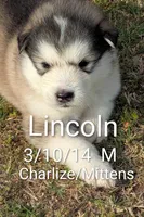 Lincoln, a male Alaskan Malamute for sale in Stillwater, OK – Photo 1 of 8