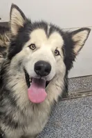 Lincoln, a male Alaskan Malamute for sale in Stillwater, OK – Photo 8 of 8