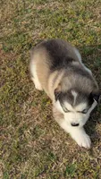 Lincoln, a male Alaskan Malamute for sale in Stillwater, OK – Photo 2 of 8