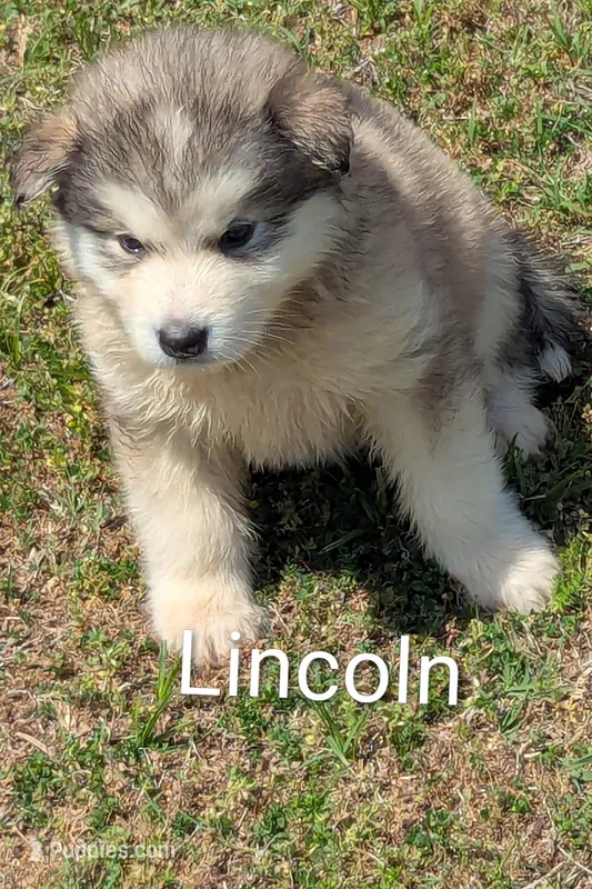 Lincoln – Alaskan Malamute puppy for sale in Stillwater, OK