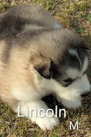 Lincoln, a male Alaskan Malamute for sale in Stillwater, OK – Photo 6 of 8