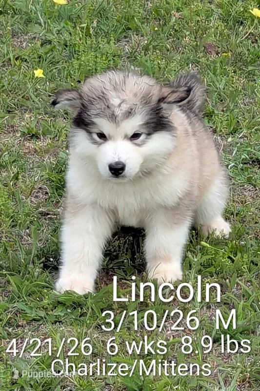 Lincoln – Alaskan Malamute puppy for sale in Stillwater, OK
