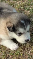 Lincoln, a male Alaskan Malamute for sale in Stillwater, OK – Photo 3 of 8