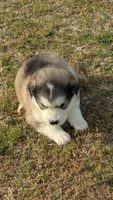 Lincoln, a male Alaskan Malamute for sale in Stillwater, OK – Photo 5 of 8