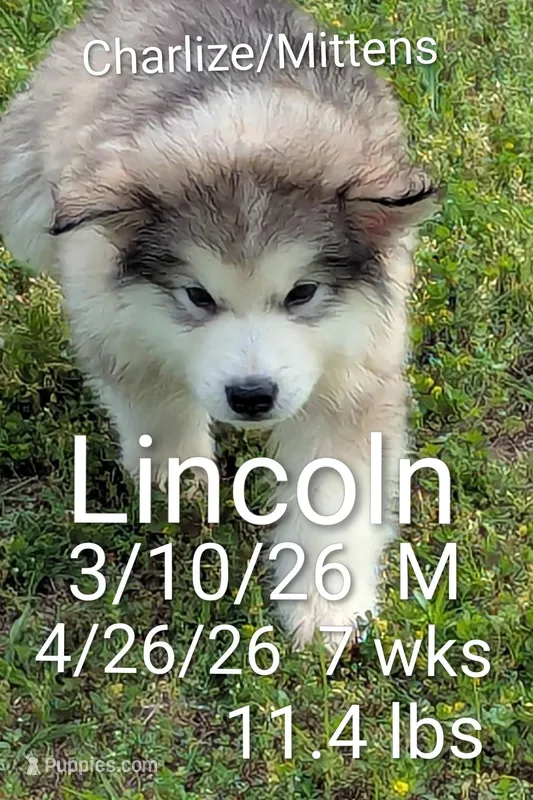 Lincoln – Alaskan Malamute puppy for sale in Stillwater, OK