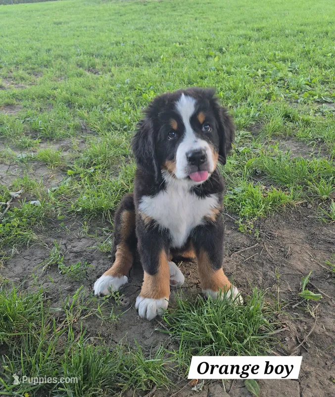 Orange – Bernese Mountain Dog puppy for sale in Adrian, MI