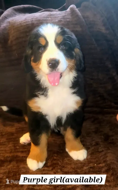 Purple – Bernese Mountain Dog puppy for sale in Adrian, MI