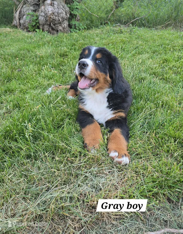 Gray – Bernese Mountain Dog puppy for sale in Adrian, MI