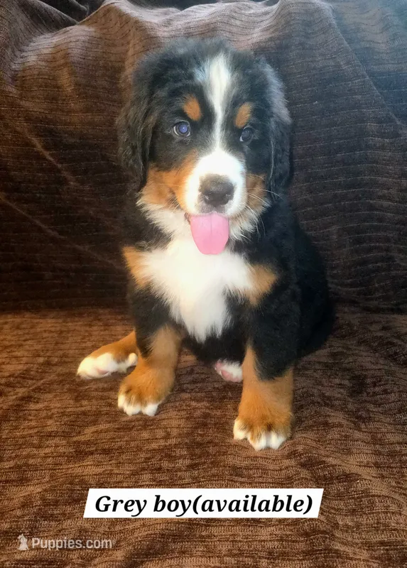 Gray – Bernese Mountain Dog puppy for sale in Adrian, MI