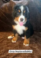 Gray, a male Bernese Mountain Dog for sale in Adrian, MI – 1 of 1