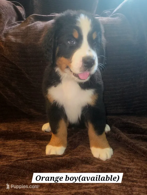 Orange – Bernese Mountain Dog puppy for sale in Adrian, MI