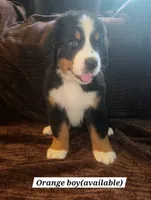 Orange, a male Bernese Mountain Dog for sale in Adrian, MI – 1 of 1