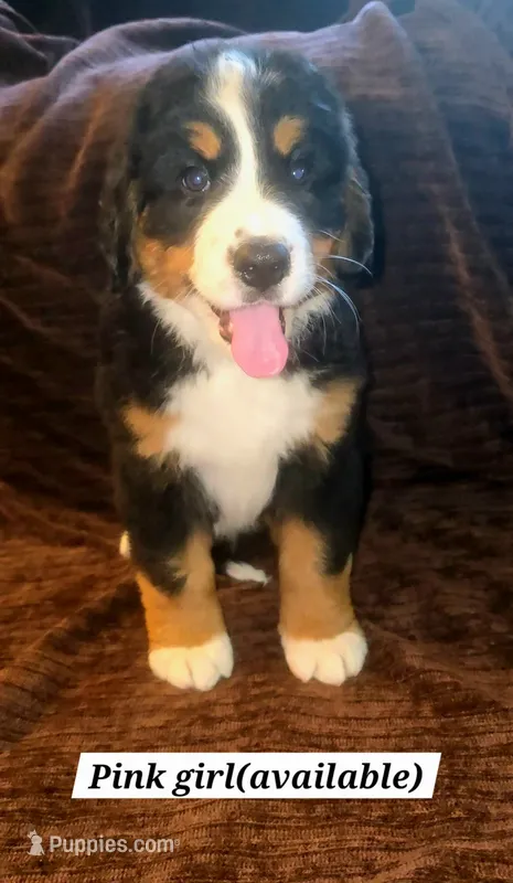 Pink – Bernese Mountain Dog puppy for sale in Adrian, MI