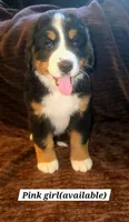 Pink, a female Bernese Mountain Dog for sale in Adrian, MI – 1 of 1