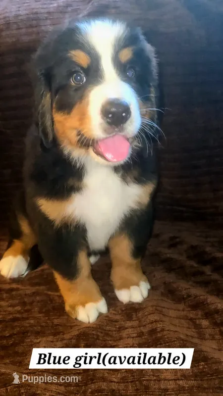 Blue – Bernese Mountain Dog puppy for sale in Adrian, MI