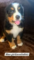 Blue, a female Bernese Mountain Dog for sale in Adrian, MI – 1 of 1