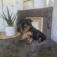 Millie, a female Yorkshire Terrier for sale in Montgomery, IN – 3 of 6
