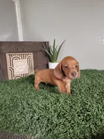 Cecil, a male Dachshund for sale in Montgomery, IN – 2 of 4