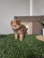 Freddy, a male Pomapoo for sale in Montgomery, IN – 2 of 7