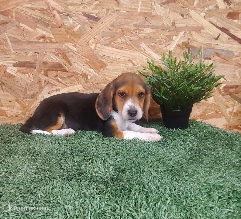 Tator – Beagle puppy for sale in Montgomery, IN