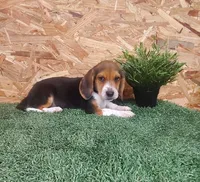 Tator, a male Beagle for sale in Montgomery, IN – 1 of 3