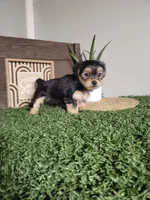 Tracy, a female Morkie for sale in Montgomery, IN – 3 of 5
