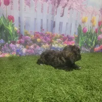 Lila, a female Havanese for sale in Montgomery, IN – 2 of 5