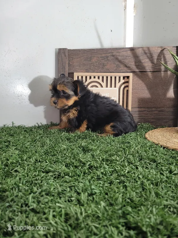 Krista – Yorkshire Terrier puppy for sale in Montgomery, IN