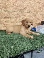 Leo, a male Golden Retriever for sale in Montgomery, IN – 1 of 6