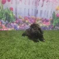 Lila, a female Havanese for sale in Montgomery, IN – 4 of 5