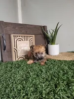 Sarah, a female Morkie for sale in Montgomery, IN – 2 of 5