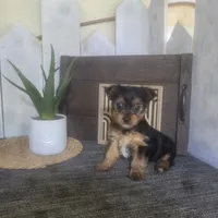 Millie, a female Yorkshire Terrier for sale in Montgomery, IN – 2 of 6