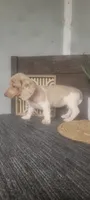 Trina, a female Miniature Dachshund for sale in Montgomery, IN – 2 of 5