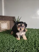 Tracy, a female Morkie for sale in Montgomery, IN – 4 of 5