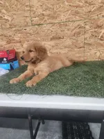 Leo, a male Golden Retriever for sale in Montgomery, IN – 6 of 6
