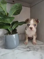 Dillion , a male Boston Terrier for sale in Montgomery, IN – 6 of 8