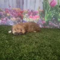 Lacy, a female Havanese for sale in Montgomery, IN – 3 of 5
