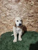 Roger, a male Golden Retriever for sale in Montgomery, IN – 4 of 10